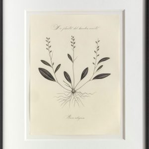 La planta del hombre muerto (Bixa milagrosa)