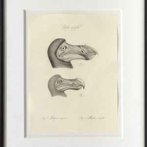 Dodo Gigante. Raphus Magnus