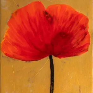 Amapola