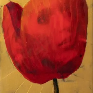 Amapola