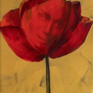 Amapola
